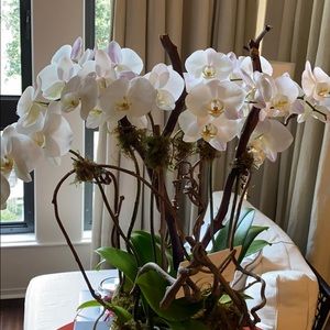 Meet your Posher, Annie